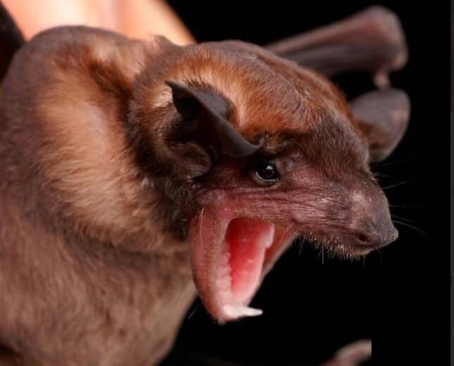 Bataset