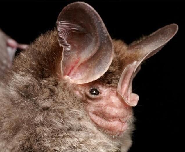 Bataset
